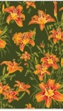 OG ALOHA Slim Card Wallet